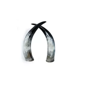 Ankole Horn 03