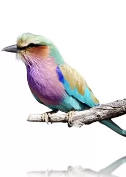 Lilac Breasted Roller Cushion