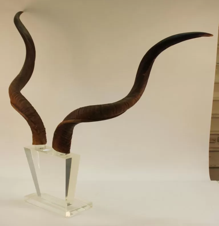 Mid-Century Modern Antelope Antlers on Lucite Stand