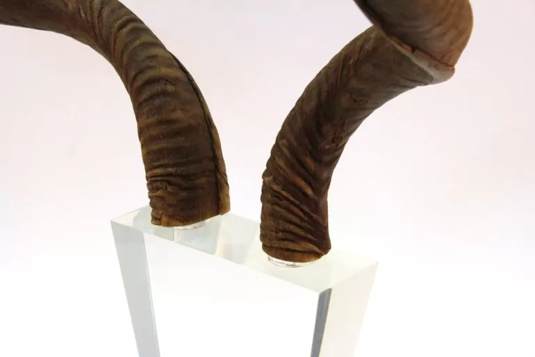 Mid-Century Modern Antelope Antlers on Lucite Stand