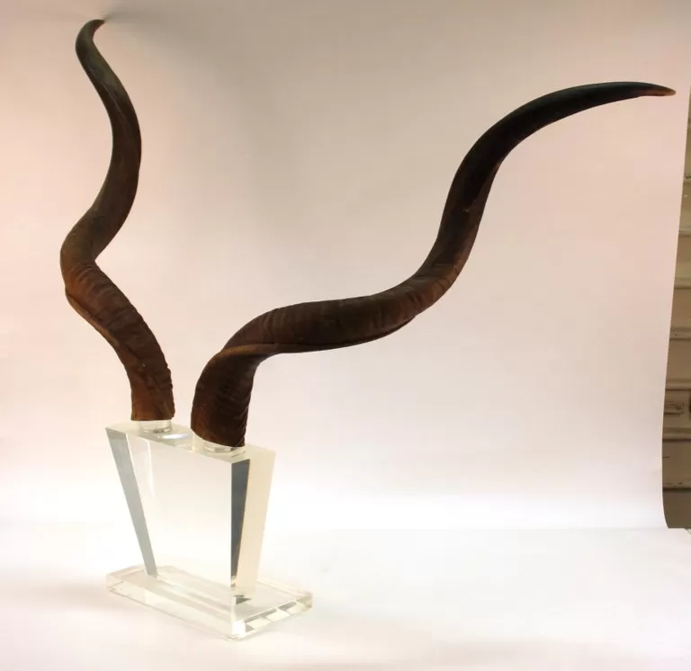 Mid-Century Modern Antelope Antlers on Lucite Stand