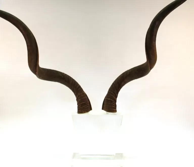 Mid-Century Modern Antelope Antlers on Lucite Stand