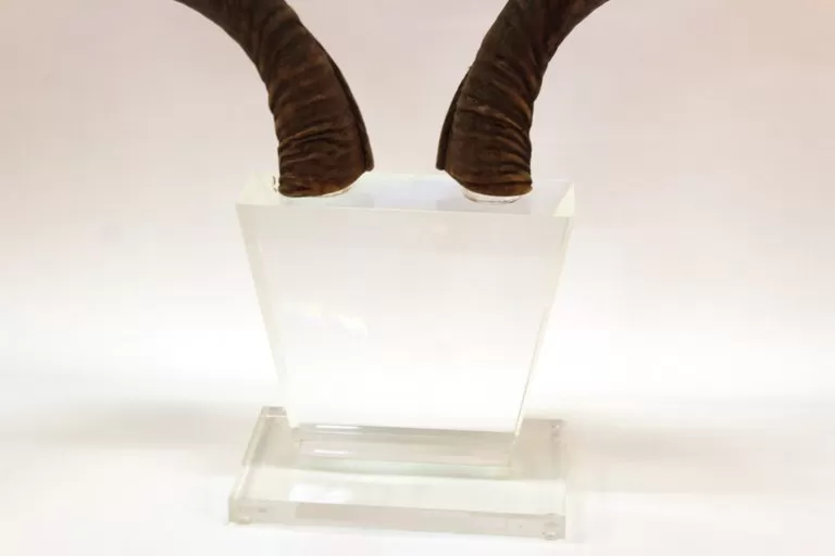 Mid-Century Modern Antelope Antlers on Lucite Stand