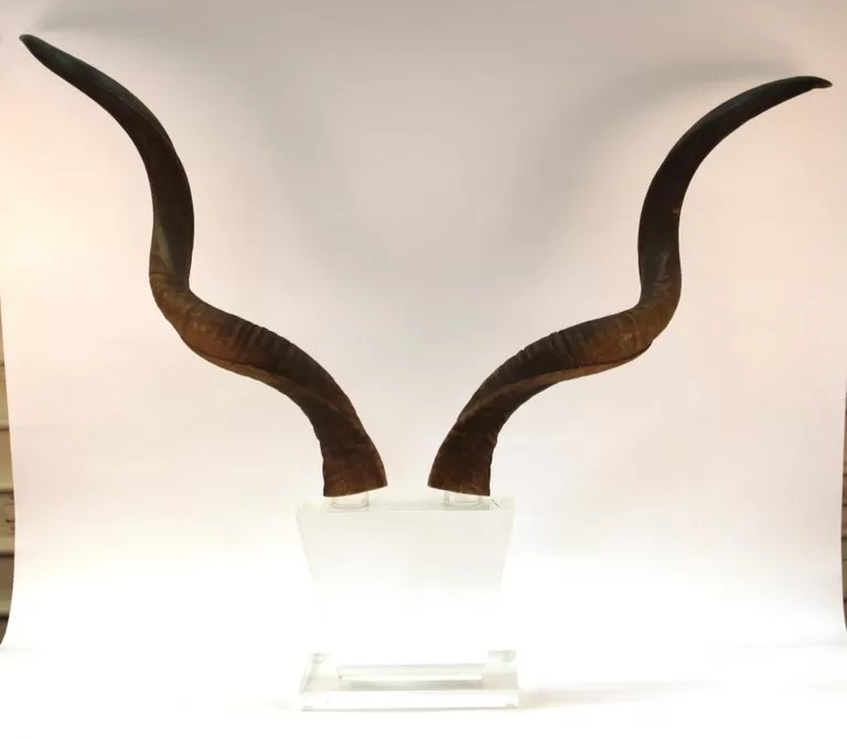 Mid-Century Modern Antelope Antlers on Lucite Stand