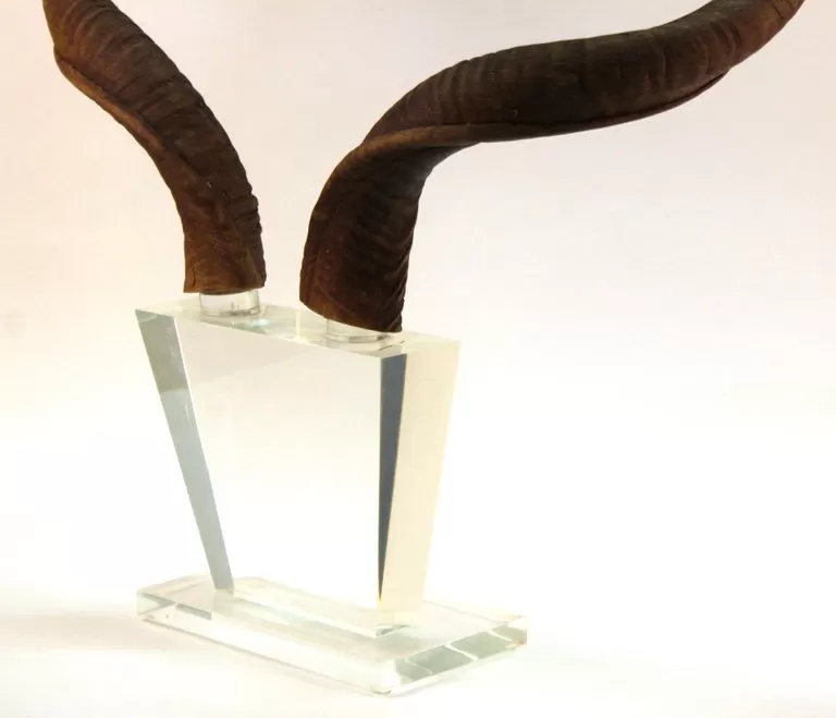 Mid-Century Modern Antelope Antlers on Lucite Stand