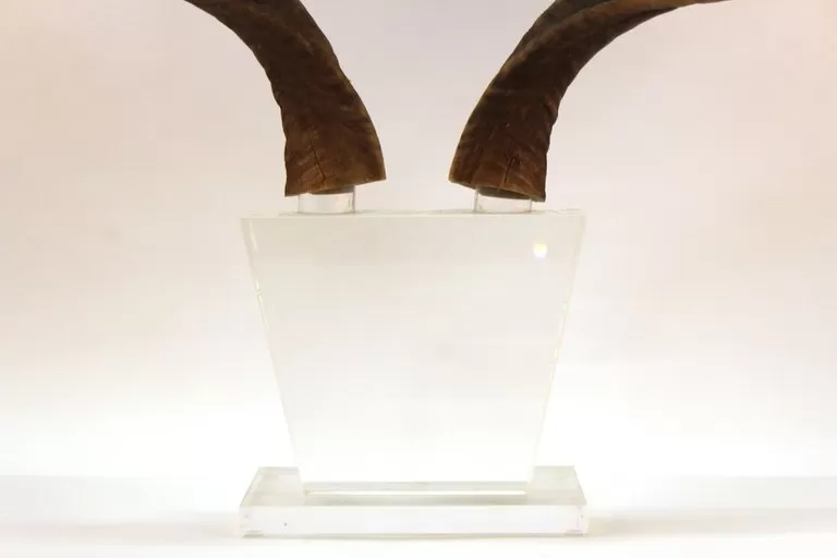 Mid-Century Modern Antelope Antlers on Lucite Stand