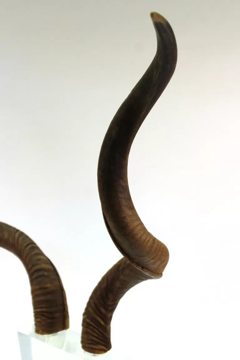 Mid-Century Modern Antelope Antlers on Lucite Stand