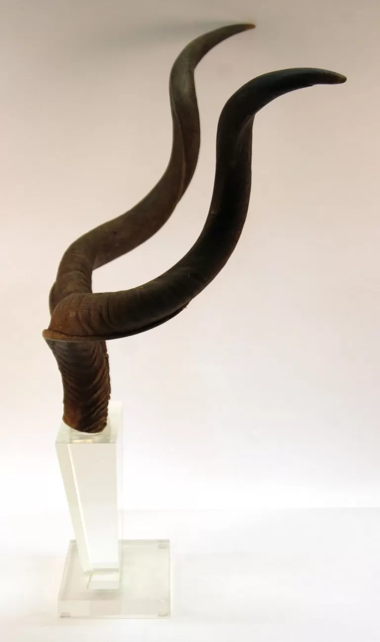 Mid-Century Modern Antelope Antlers on Lucite Stand