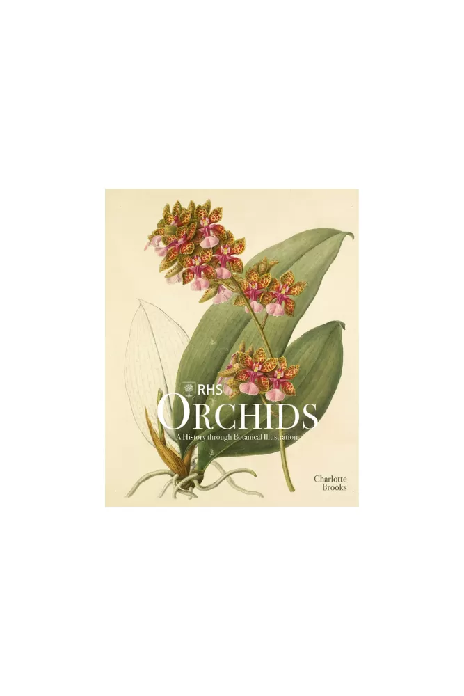 Orchids